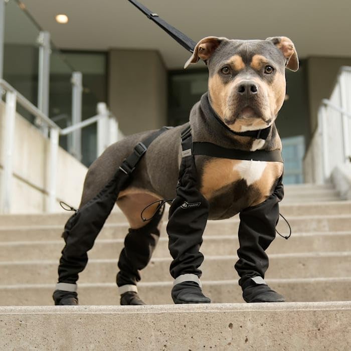 Canada Pooch Suspender Boots for Dogs, 3, Black