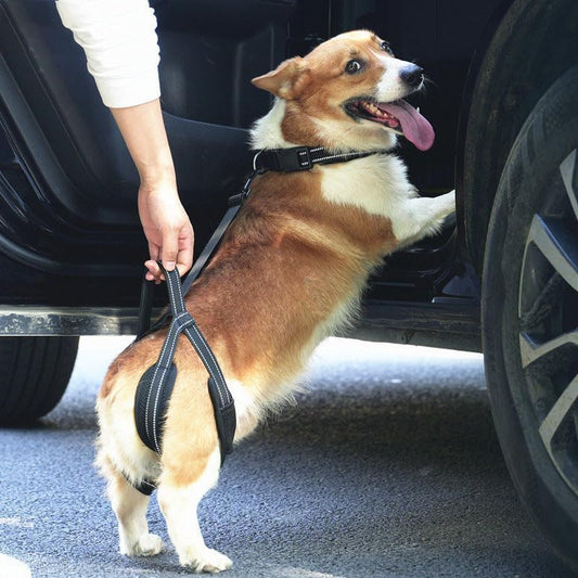New Upgraded Dog Hind Leg Support Harness, Rear Leg Support Harness - Mobility Aid for Disabled & Paralyzed Pets, Rehabilitation Sling for Hind Leg Assistance Comfortable and Durable Design (Large)
