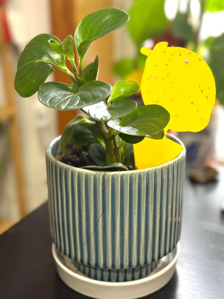 Fruit Fly Trap & Fungus Gnat Traps 40 Pack – Yellow Sticky Gnat Traps for House Indoor & Outdoor Plants, Non-Toxic and Odorless Insect Bug Catcher