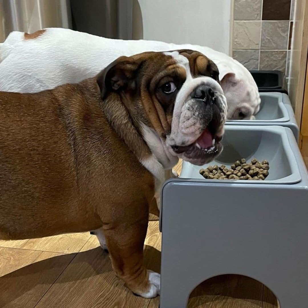 The Fluff Trough Set Elevated Dog Bowl Feeder for Healthy Posture & Digestion, Minimizes Neck Strain, Ideal Flat-Faced Pets, Vet Recommended, Dishwasher Safe, Gray, X-Large (Pack of 1)