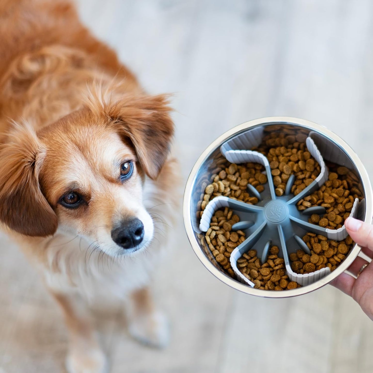 Messy Mutts Slow Feeder Bowl Insert with Suction | Slow Feeder Insert for Dog/Cat Bowls | One Size Fits Most Bowls Slow Feeding Accessory | 7.5” Bowl Insert