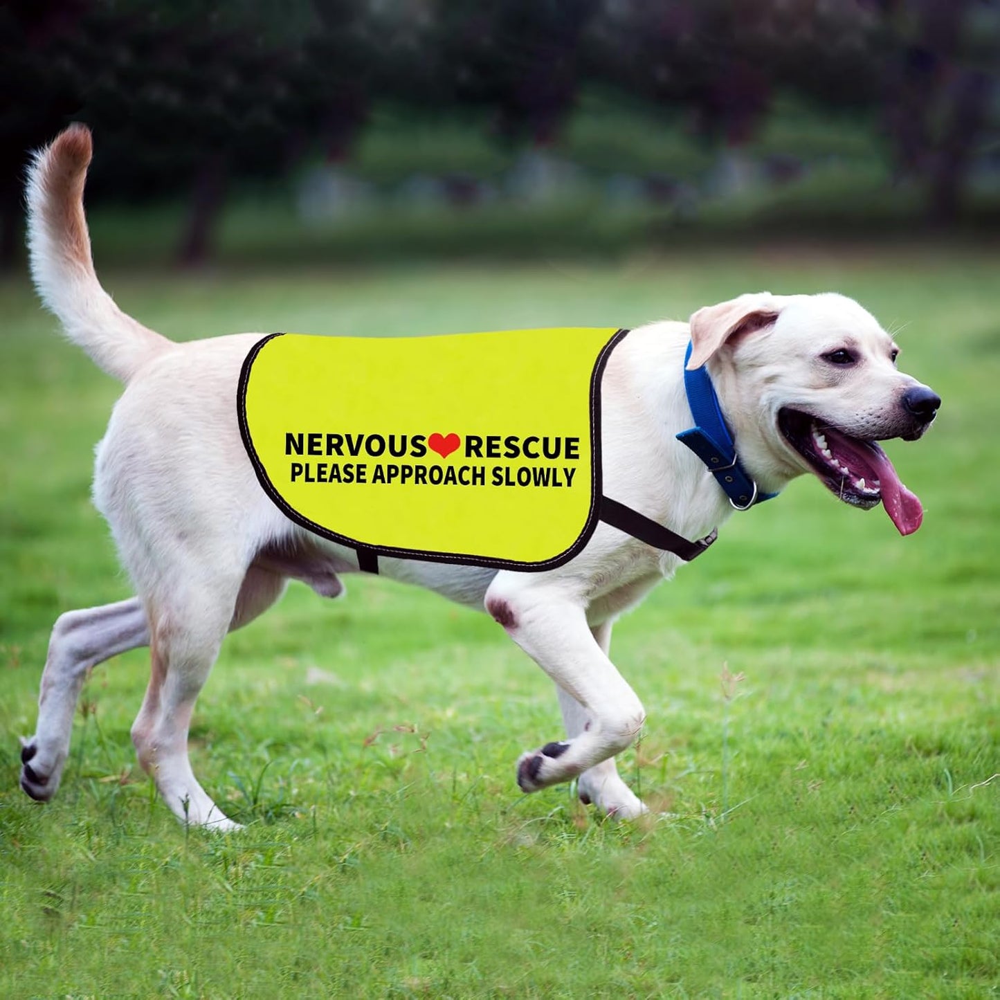 Zuo Bao Rescue Dog Jacket Vest - Yellow, Large - Dog Behavior Slogan Vest - Approach Slowly - Composite Cloth - Water Resistant - Striped - Adult, Large Breeds