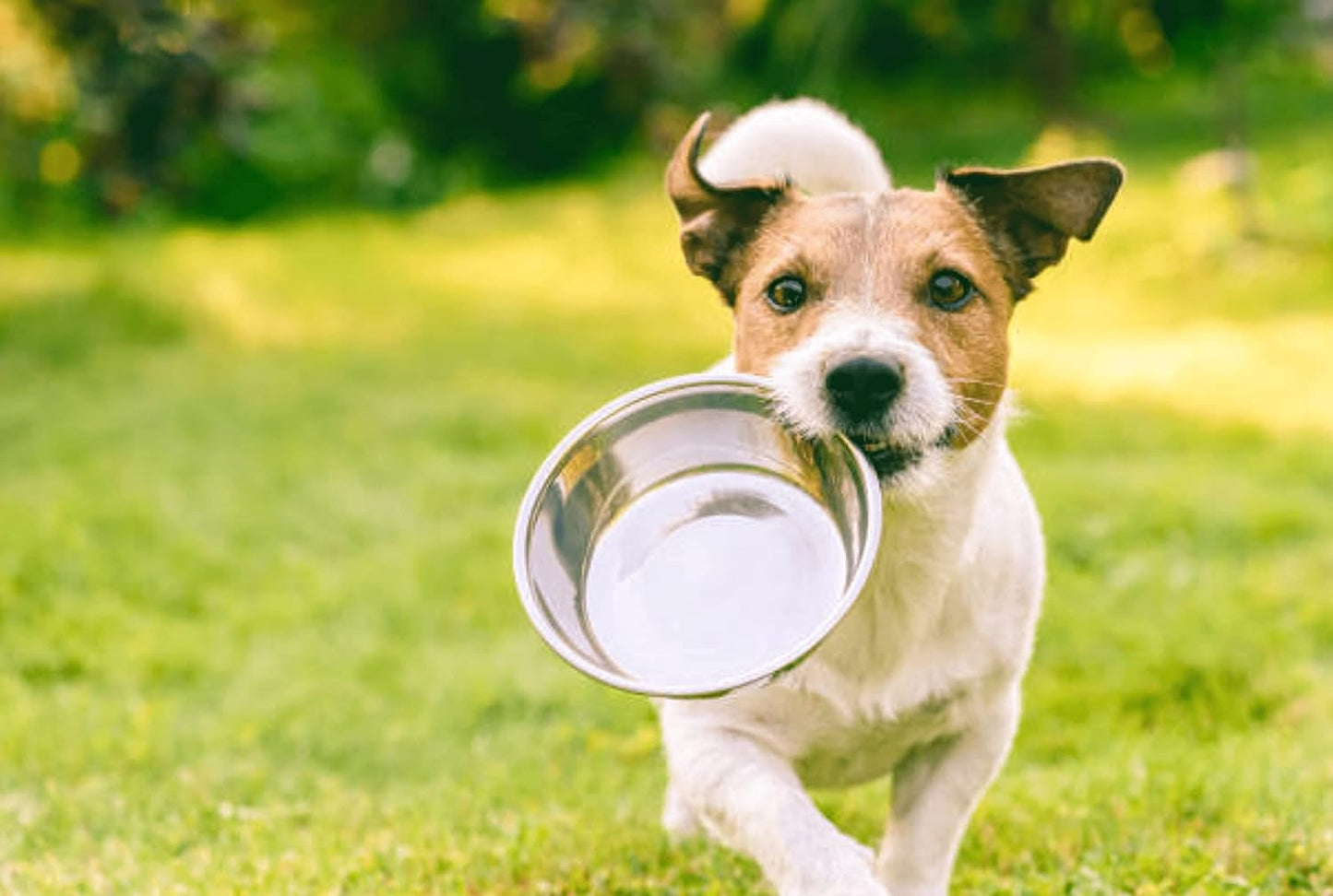 Pet Feeder Stainless Steel Dog Bowls Replacement 2-Pack Food Bowl, 8" Diameter, 2.8" Height Water Metal Bowls 7 Cups for Raised Feeder with Opening 7.5"- 8"