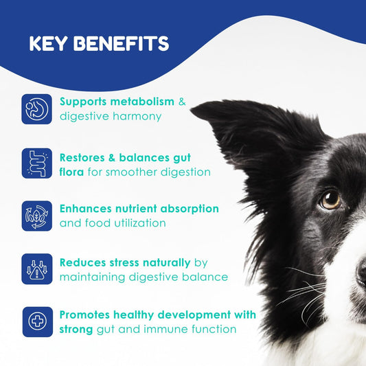 OL’ NELLY Dog Probiotic Paste for Digestive Support & Sensitive Stomach | 6-Strain Probiotics, Up to 7.2 Billion CFU per Serving | Helps with Loose Stool & Digestive Upset | 14g