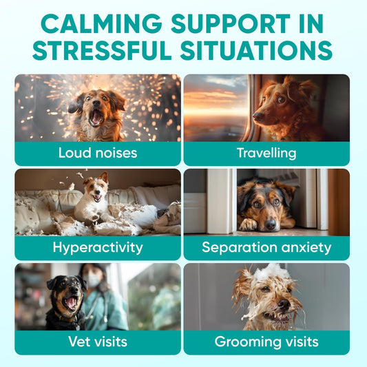 Hemp Calming Chews for Dogs - Dog Calming Chews for Anxiety Relief, Stress, Separation, Fireworks, Thunder, Travel, Vet Visits - USA Product - 120 Soft Treats with Melatonin, Chamomile, Passion Flower