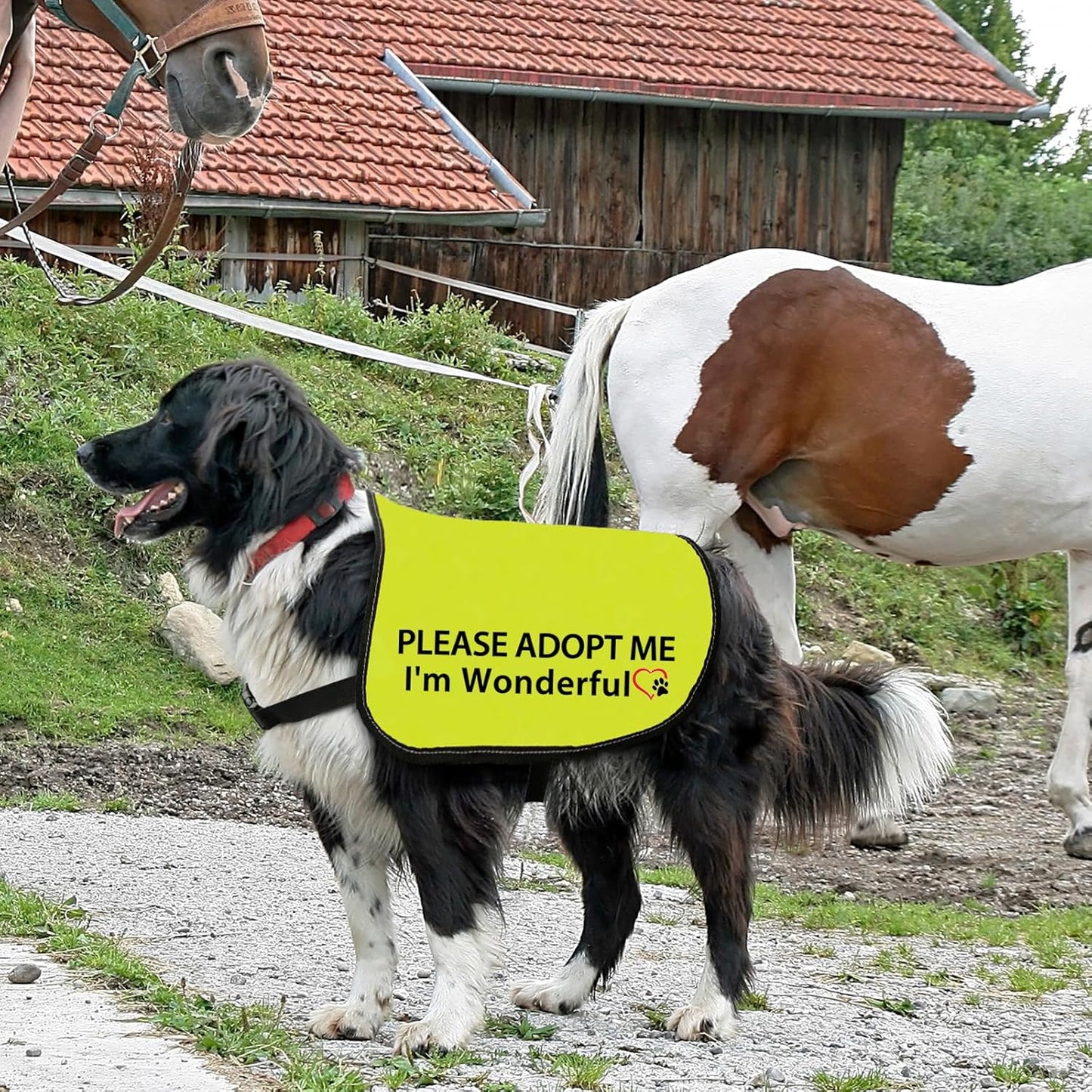 Adoption Dog Jacket Vest Please Adopt Me I Am Wonderful Dog Harness High Visibility Rescue Slogan Vest (I'm Wonderful-Medium)