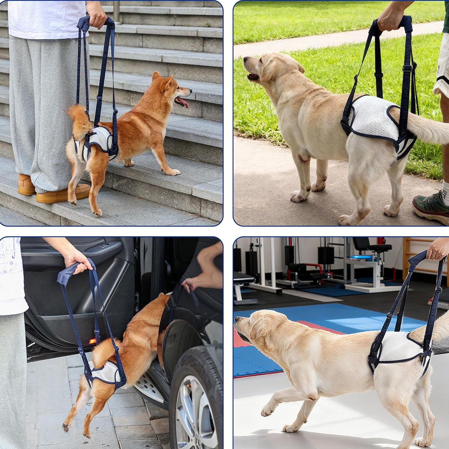 Dog Lift Harness for Back Legs - Adjustable Mobility Aid for IVDD/Paralyzed/Senior Dogs (3-in-1 Sling Design), Comfortable Leg Support, Instantly Help Your Dog Walk Again (Blue, S)
