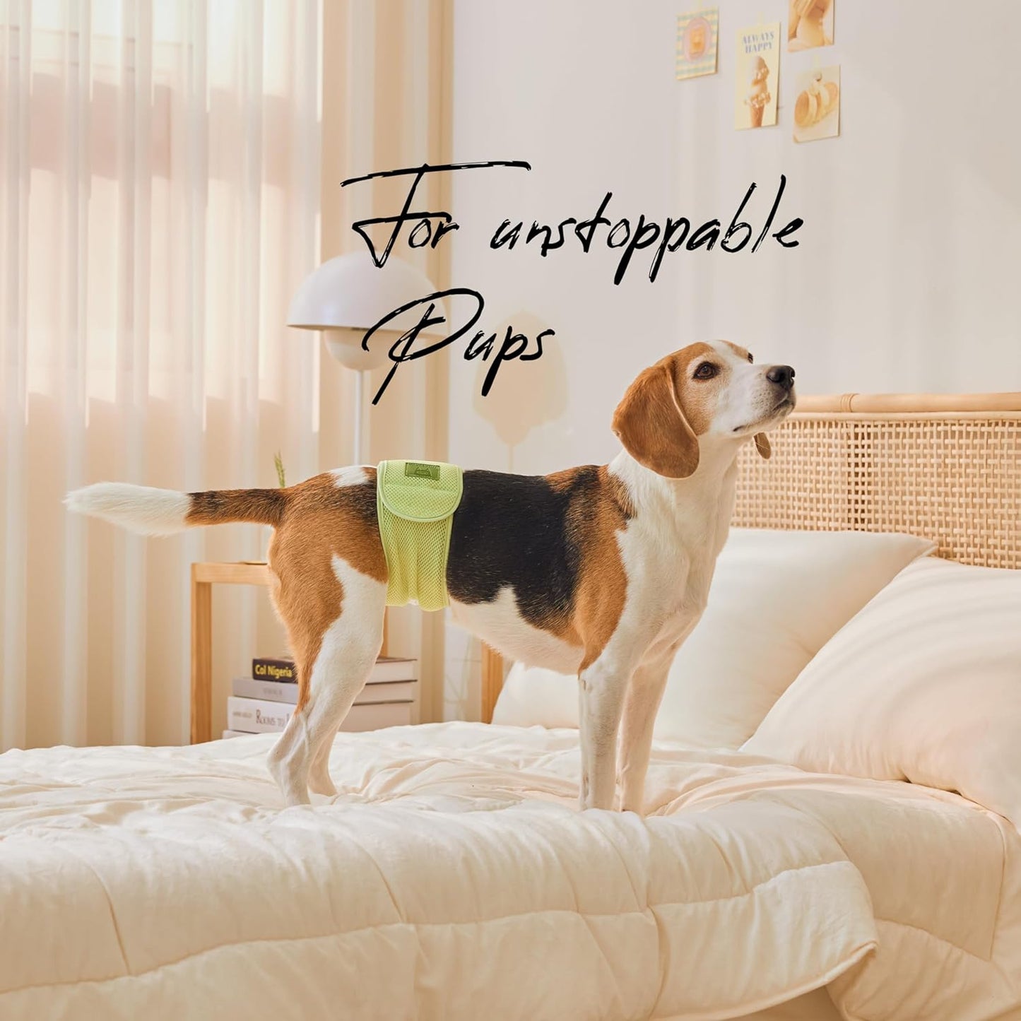 WICKEDPUP Male Dog Belly Band Kit, 50 Diaper Pads & 1 Reusable Male Wrap (Size 2 (17.5"-21.5" Waist))