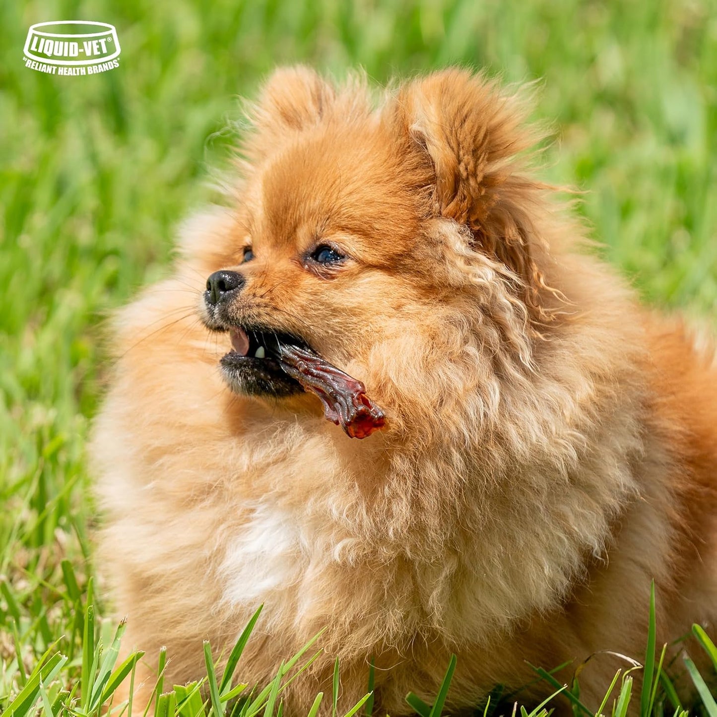 LIQUID-VET Magic-STIX™ Joints, Teeth & Fun in One – Small Dog – Chicken Flavor – Month Supply – Made in USA