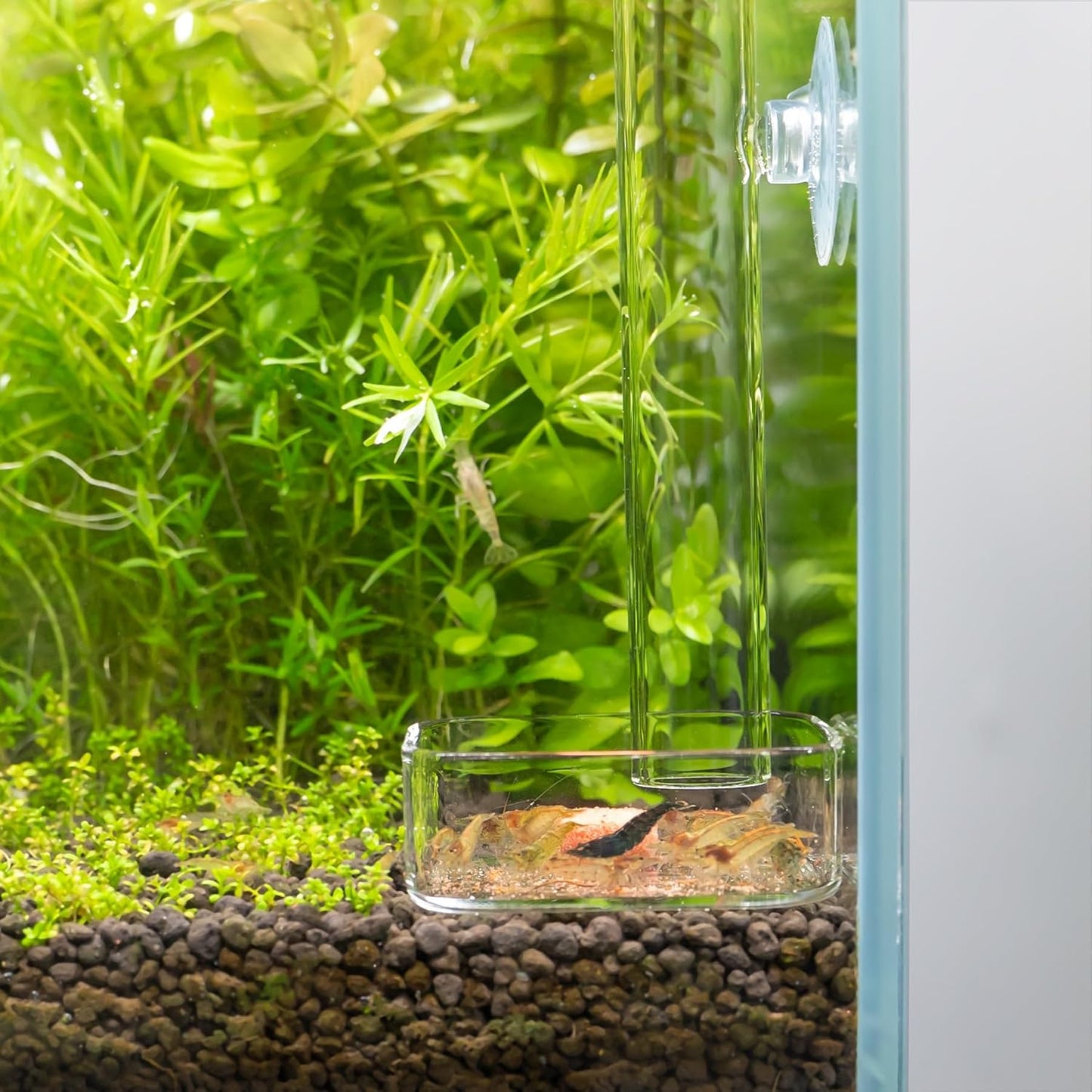 LINLAN 9.84 Inch Glass Shrimp Feeder, Aquarium Feeding Tube and Square Bowl with Two Suction Cups to Prevent Food from Spreading, for Crystal Shrimp and Cherry Shrimp