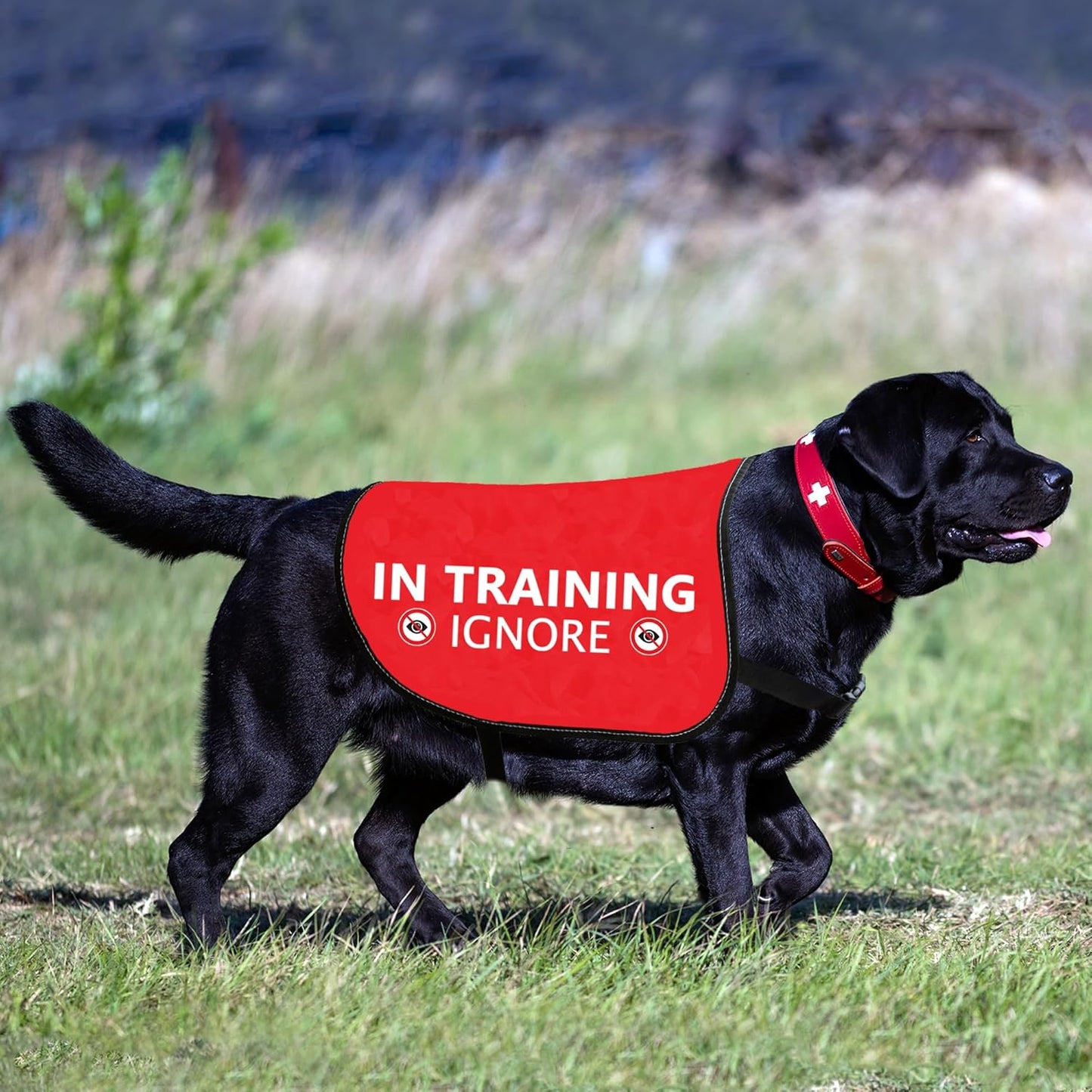 HOLLP Training Jacket - Ignore Dog Warning Vest, Dog Walking Jacket (in Training Ignore-Medium)