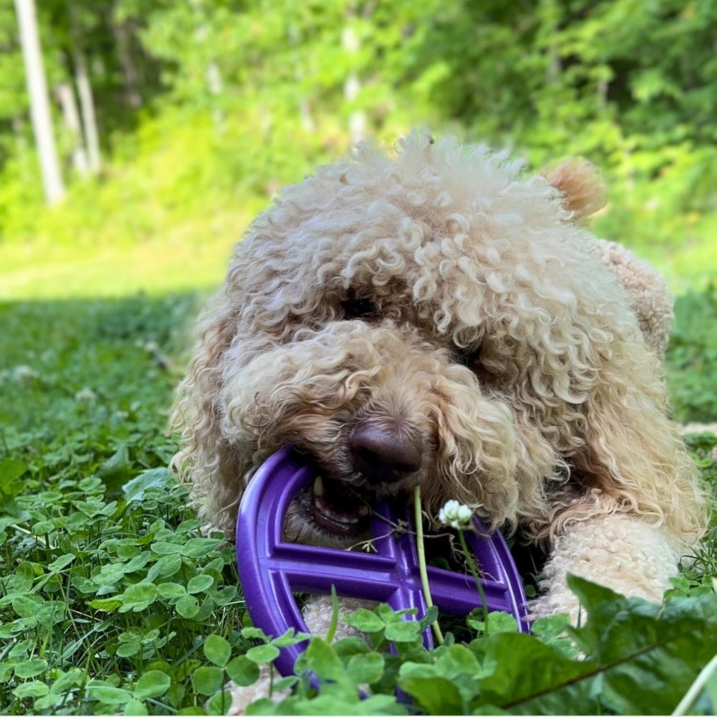 MUT Flex Flying Disc - Durable & Flexible Floating Dog Toy for Fetch, Tug, Treat Filling, FDA Compliant TPE, Made in USA, Medium/Large Dogs, Purple