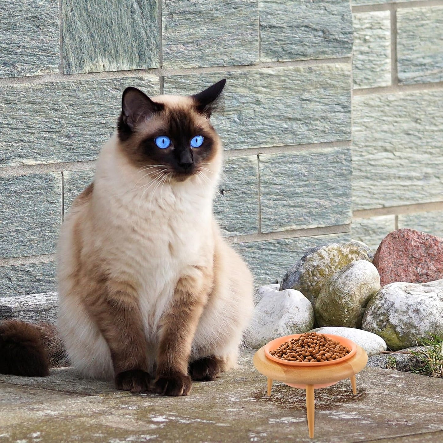 PRETYZOOM Ceramic Elevated Cat Bowl with Oak Wood Stand 600ml Pet Food and Drinking Bowl Neck Protection for Cats and Canines Indoor Feeding