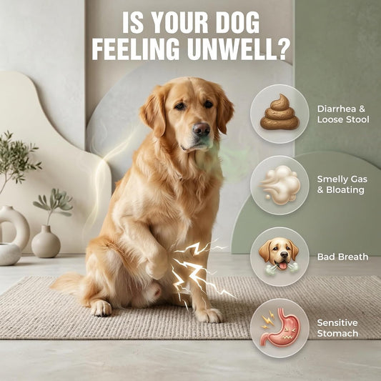 Probiotics for Dogs 20 Billion CFU - 6 Strains with Bacillus Subtilis - Soft Chews for Dog Diarrhea, Gas, Bad Breath & Itchy Skin - Digestive & Immune Support - 90 Count
