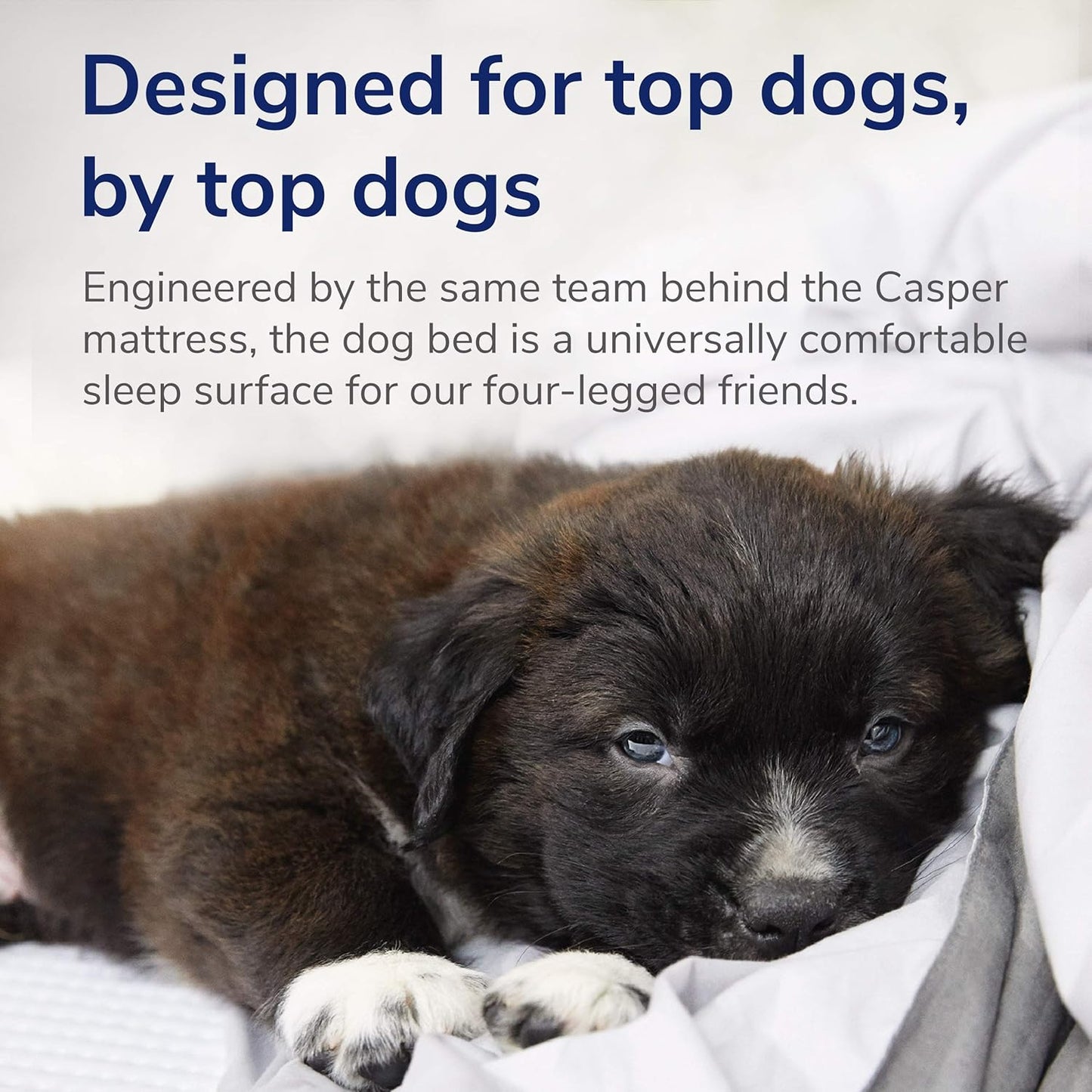 Casper Dog Bed, Plush Memory Foam, Medium, Sand