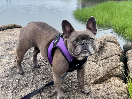 Gooby - Escape Free Easy Fit Harness, Small Dog Step-In Harness for Dogs that Like to Escape Their Harness, Purple, X-Small
