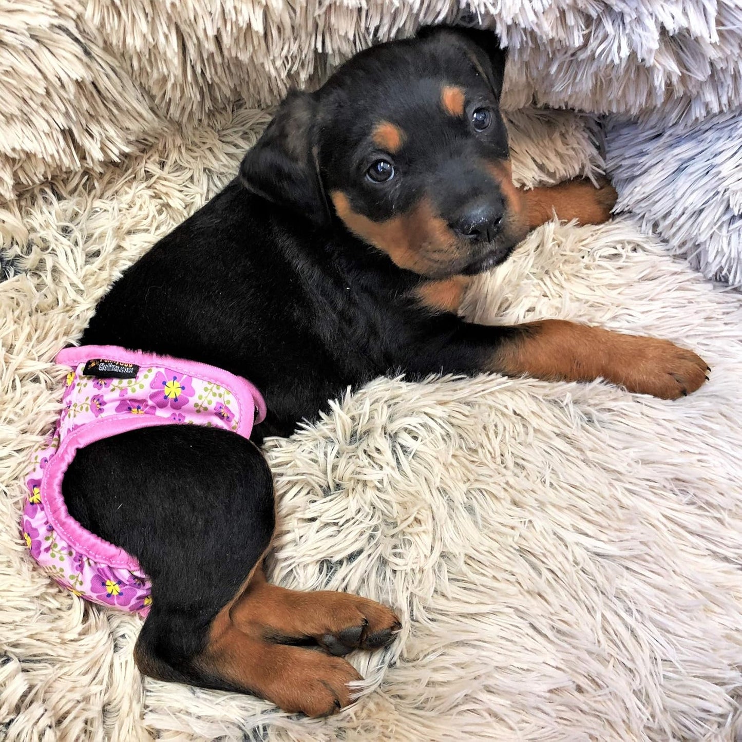 Pack of 3 Female Dog Diapers with 4 - Layers of Absorbent Pads Cat Panties Waterproof Leak Proof Washable (XS: Waist 8" - 12", Neon Pattern)