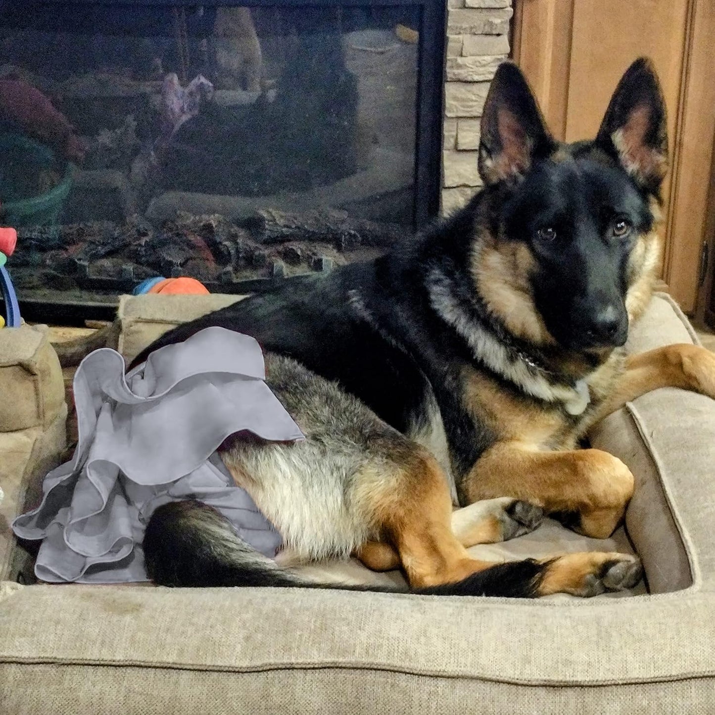 wegreeco Dog Diapers Female (3 Pack), Highly Absorbent Puppy Doggie Dog Diapers for Female Dogs Period, Washable Doggy in Heat, Small Medium Large Size (Medium)