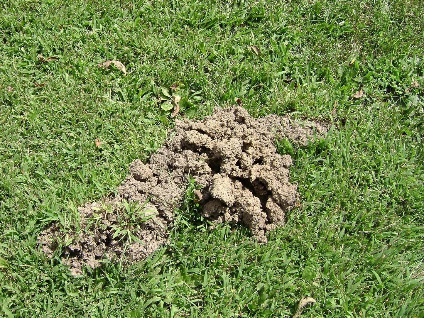 Tomcat Mole Killer(a), Ready-to-Use Worm Bait Strips that Mimic Earthworms, Kills Moles in One Feeding, 10 pk.