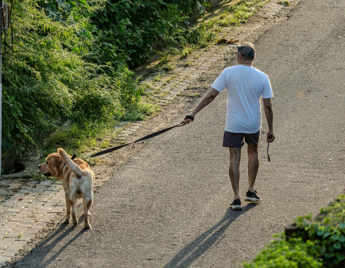 Keep Senior Dogs Active: Gentle Ways to Boost Vitality