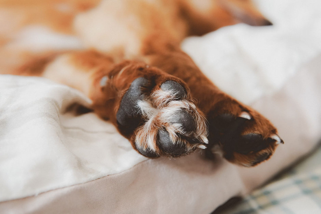Silver Paws Comfort: Senior Dog Care Essentials for 2026