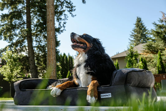 Perfect Orthopedic Memory Foam Dog Bed for Senior Dogs