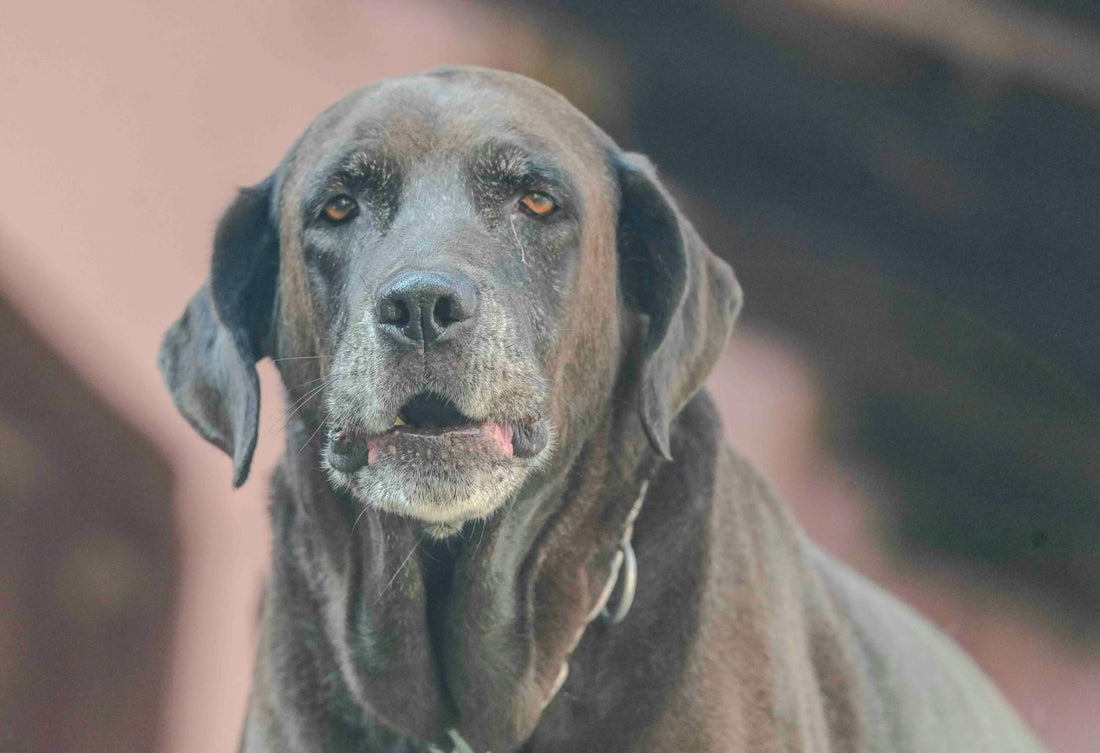 Anti-Slip Mats for Senior Dogs: Essential for Safety & Comfort
