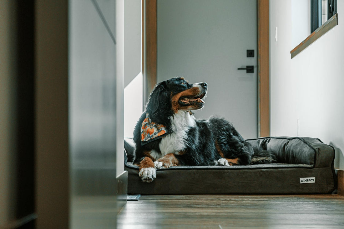 Orthopedic Memory Foam Dog Bed: Ultimate Comfort for Senior Paws