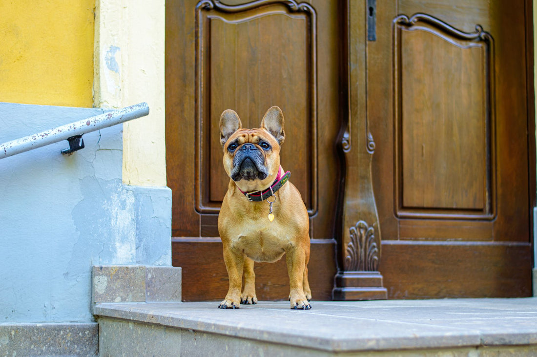 Best Dog Ramps or Stairs for Senior Dogs in 2026