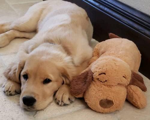Replacement Heartbeat Box Heartbeat Simulator Box for Puppy Dogs Cats Toy Pets Toys Anxiety Calming Training Behavioral Aid Sleep No Plush Toy