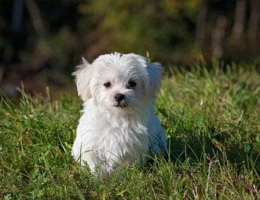 Dog Skin Pills - Dog Healthy Hair and Coat - Shinny Coat - Skin Health - Immune Support - Nail Health - quercetin for Dogs - 120 Treats (2 Bottles)