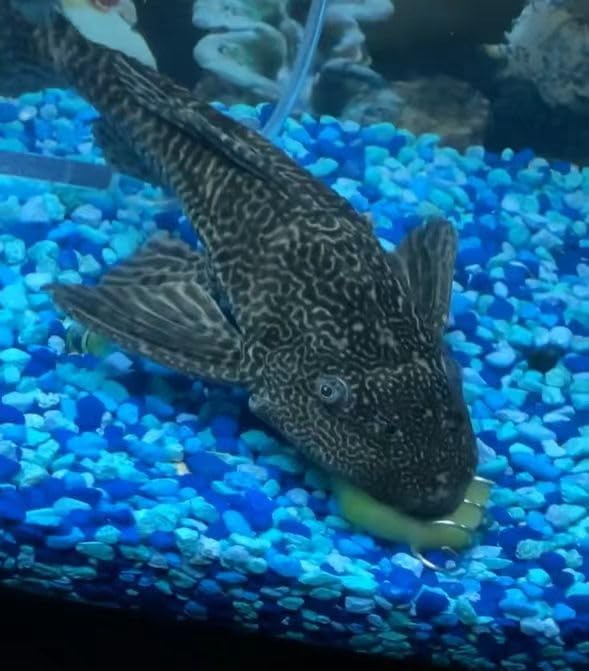Aquarium Vegetable Feeder - Bottom Sinking Fish Feeder, Fresh Food Holder for Malawi Cichlid, Pleco, Clown Loach & Snails - 2 Pack