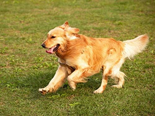 PET SUPPLEMENTS & NUTRITION LLC Dog Joint and Hip Treat - Dog Hip and Joint Health Formula - Stiff Joint Solution - Stronger Bones - Relief - Dog glucosamine Pills - 3 Bottles (360 Treats)