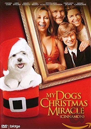 My dog's christmas miracle
