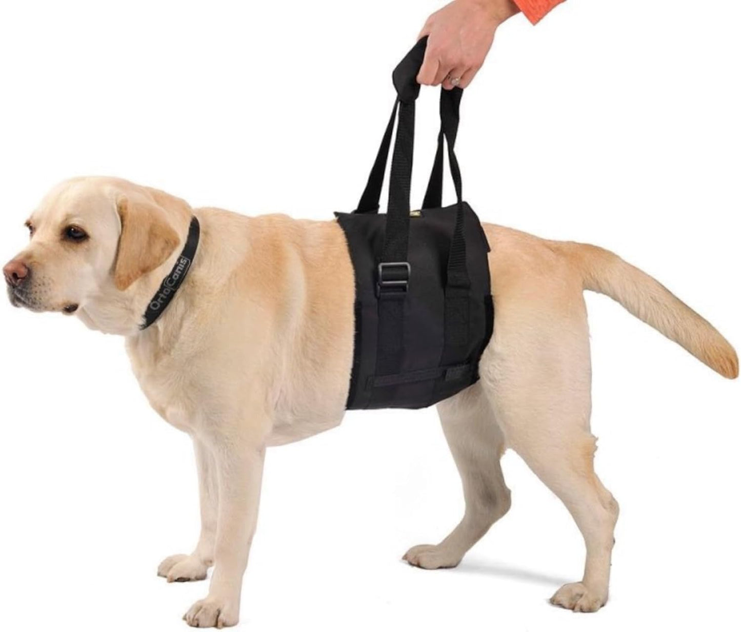 Ortocanis - Walking Aid. Support Harness for Dogs with Mobility Problems. Hind Leg Support. Size L
