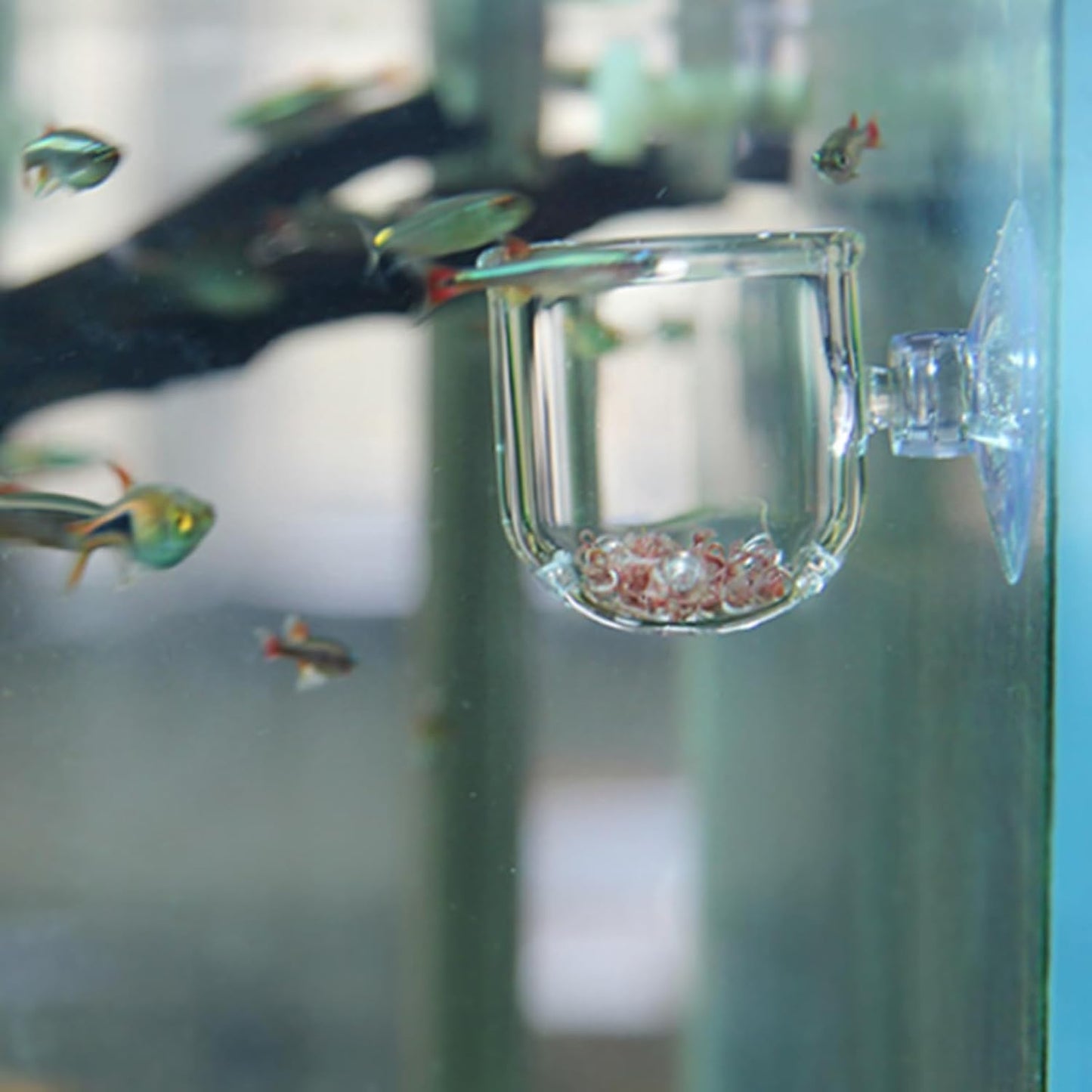 Fish Food Feeder with Suction Cup, Transparent Fish Tank Feeding Cup with Glass Hole, Sturdy Aquarium Live Feeder Container Accessory for Feeding Small Tropical Fishes