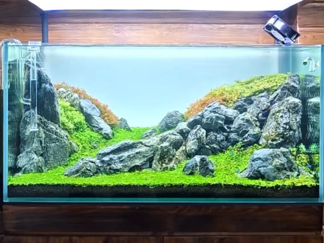 Aquarium Rocks Seiryu Stones Natural Hardscape Stone for Aquariums, Fish Tanks, Bonsai, Terrariums, Wargaming Dioramas, Indoor or Outdoor Gardens-5lb(2-6 Inch)