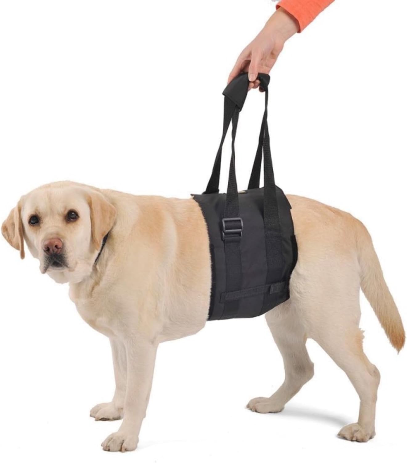Ortocanis - Walking Aid. Support Harness for Dogs with Mobility Problems. Hind Leg Support. Size L