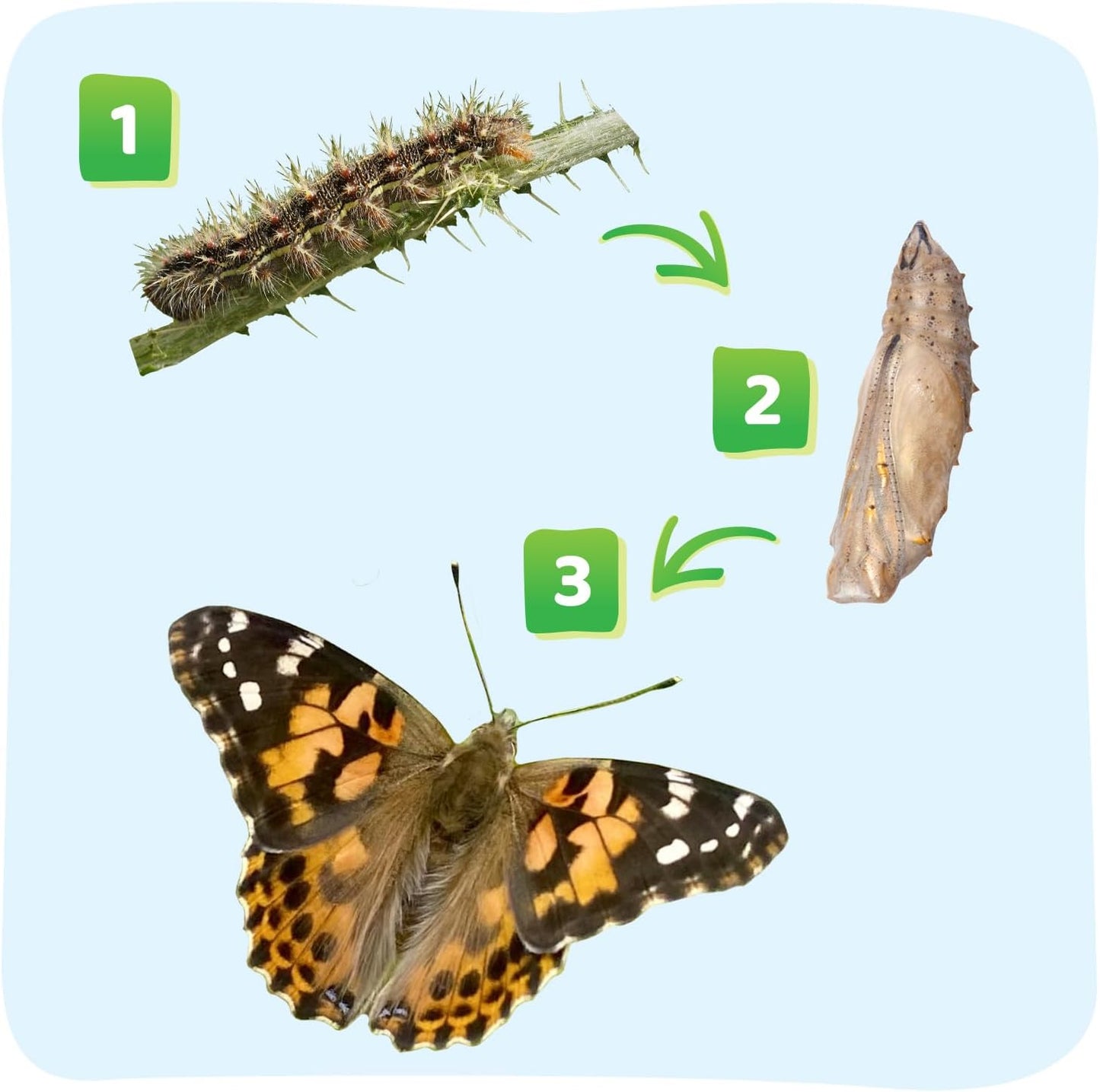 Insect Lore Raise and Release Butterfly Garden Kit – Caterpillar Habitat with redeemable Voucher – STEM-accredited Butterfly Growing Kit for Kids, Classrooms, and Homeschool Learning