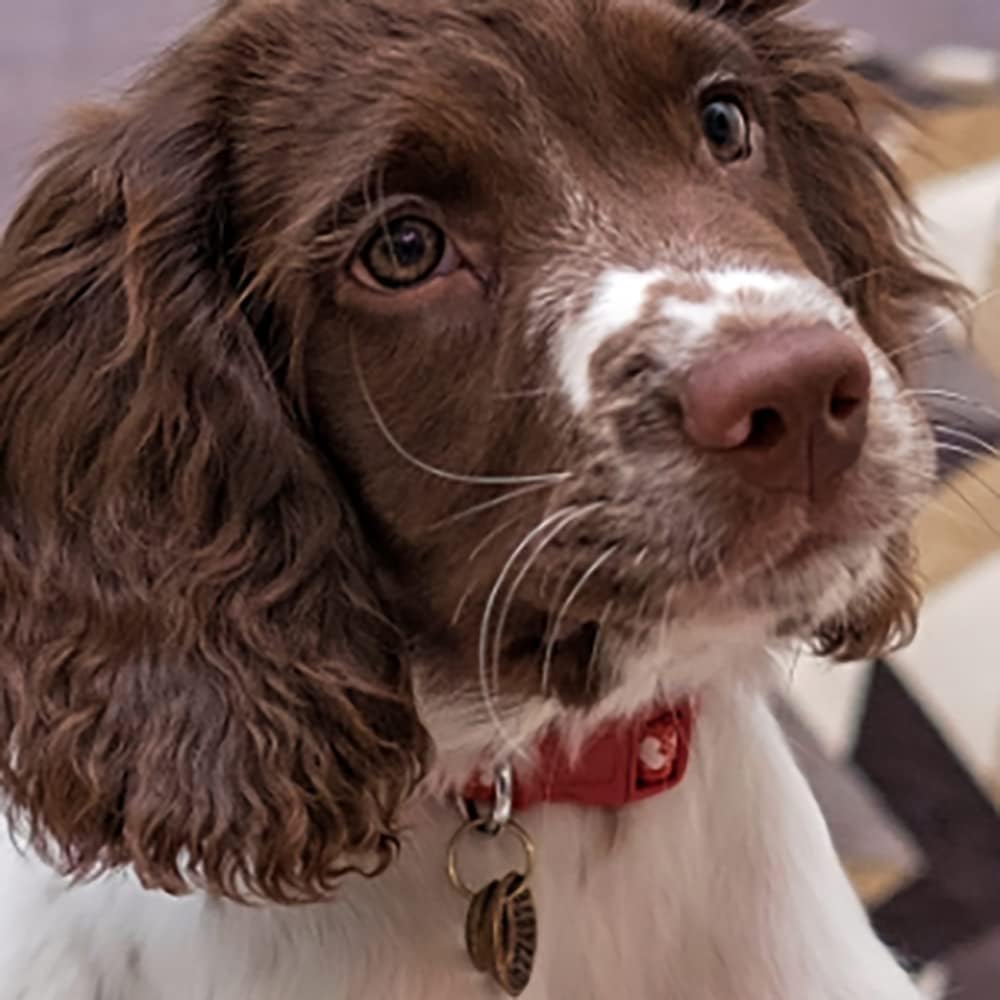 Animology Paws & Nose Balm 50ml