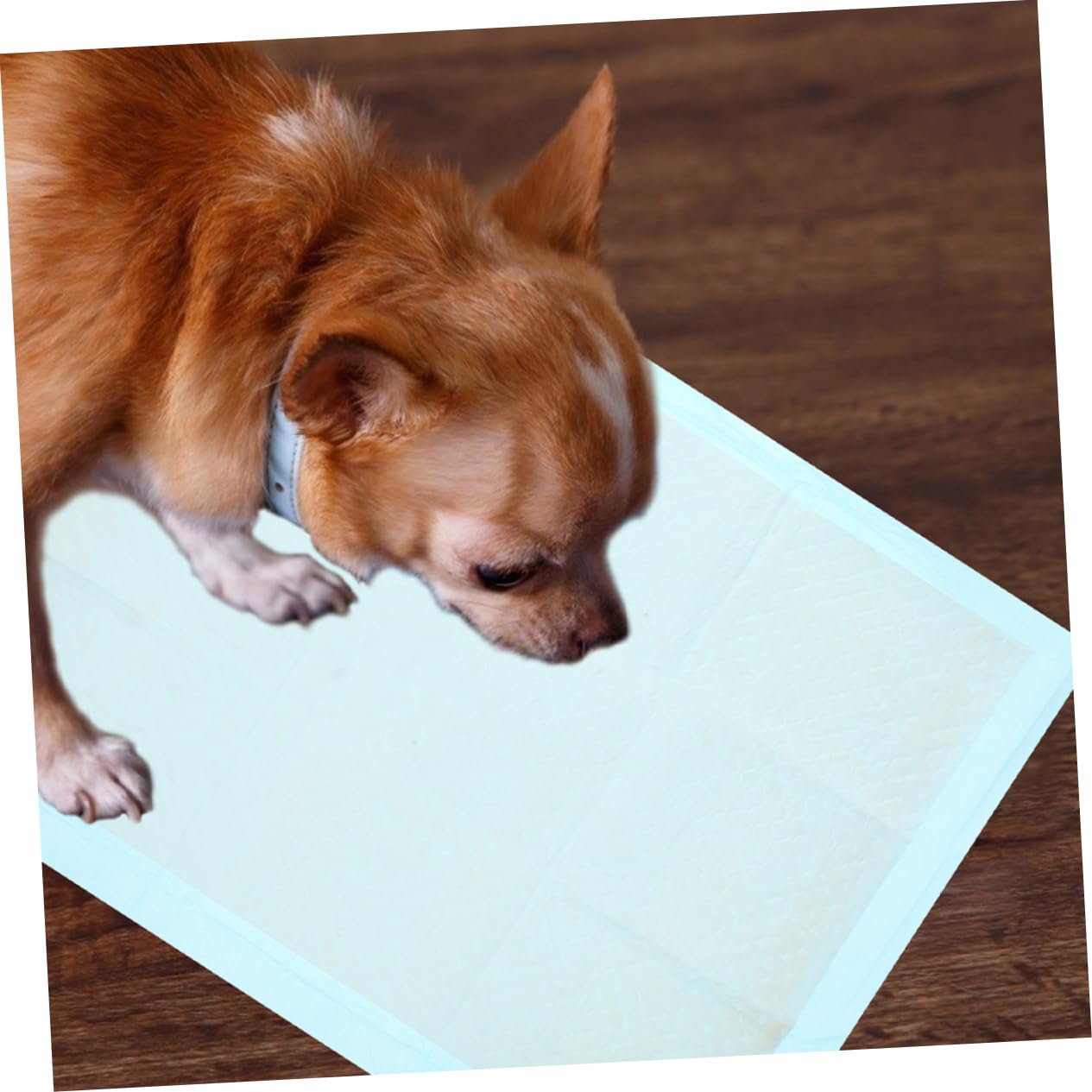 BESTOYARD 50pcs Absorbent Pet Training Pads Leak Dog Cat Pee Pads Non-Woven for Indoor Use for Puppies Kittens and Pets Optimal