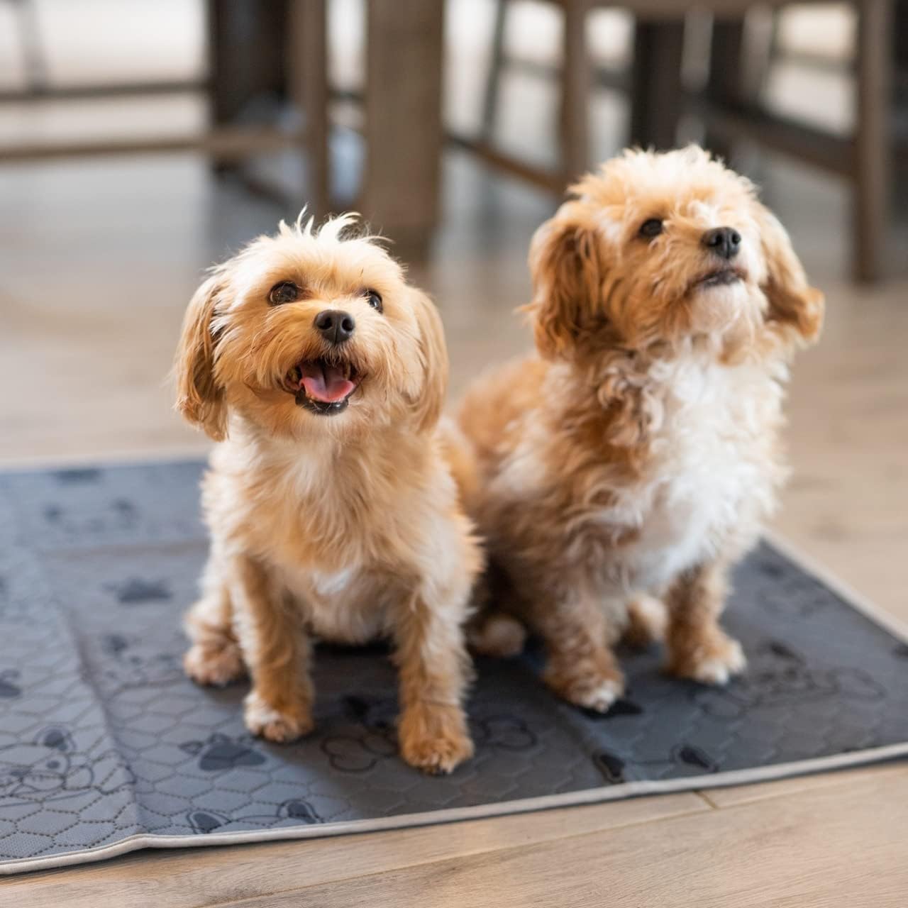 Washable Pee Pads for Dogs (2-Pack) Large 28 in x 35 in, Reusable Quilted Pet Training, Dark Gray Floor Mat Absorbent Whelping Potty and Crate Liner (DK Gray)