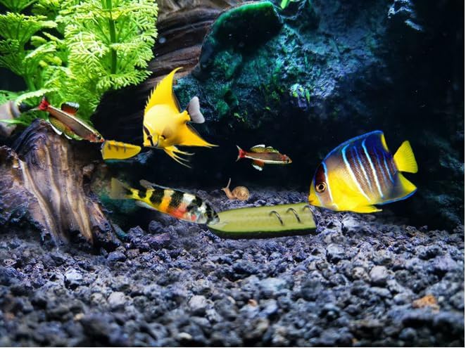 Aquarium Vegetable Feeder - Bottom Sinking Fish Feeder, Fresh Food Holder for Malawi Cichlid, Pleco, Clown Loach & Snails - 2 Pack