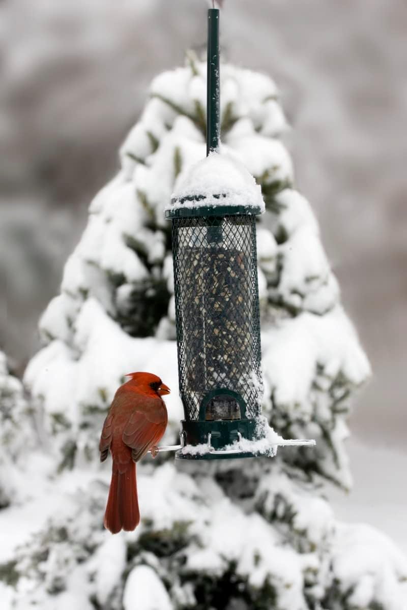 Squirrel Buster Mini Squirrel-Proof Bird Feeder for Wild Birds – 4 Metal Perches, 1 lb Seed Capacity, Chew-Proof Design, Lifetime Care, Garden Green