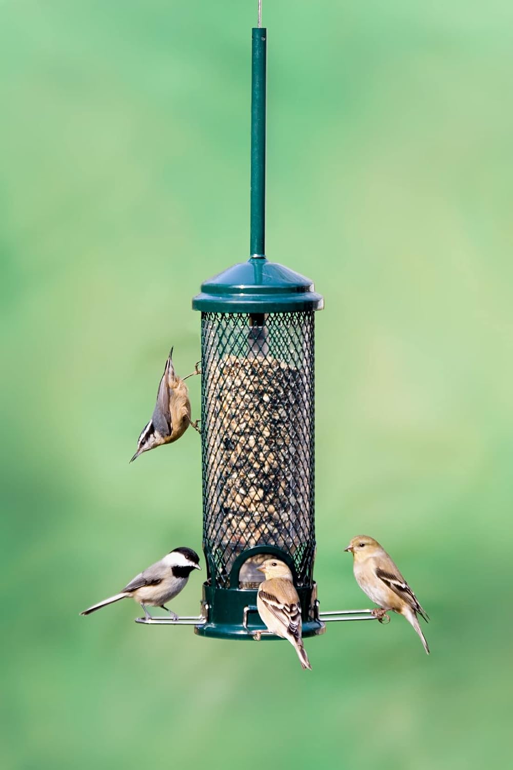 Squirrel Buster Mini Squirrel-Proof Bird Feeder for Wild Birds – 4 Metal Perches, 1 lb Seed Capacity, Chew-Proof Design, Lifetime Care, Garden Green