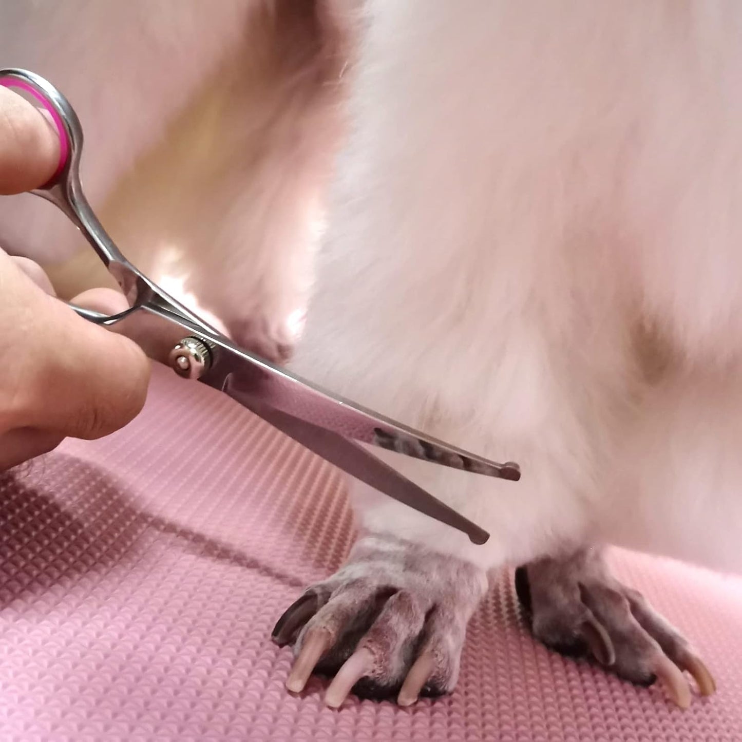 Dog Grooming Scissors with Safety Round Tips Stainless Steel Professional Dog Grooming Kit - Thinning, Curved Scissors and Comb for Cat Pet (Pink 4 in 1)