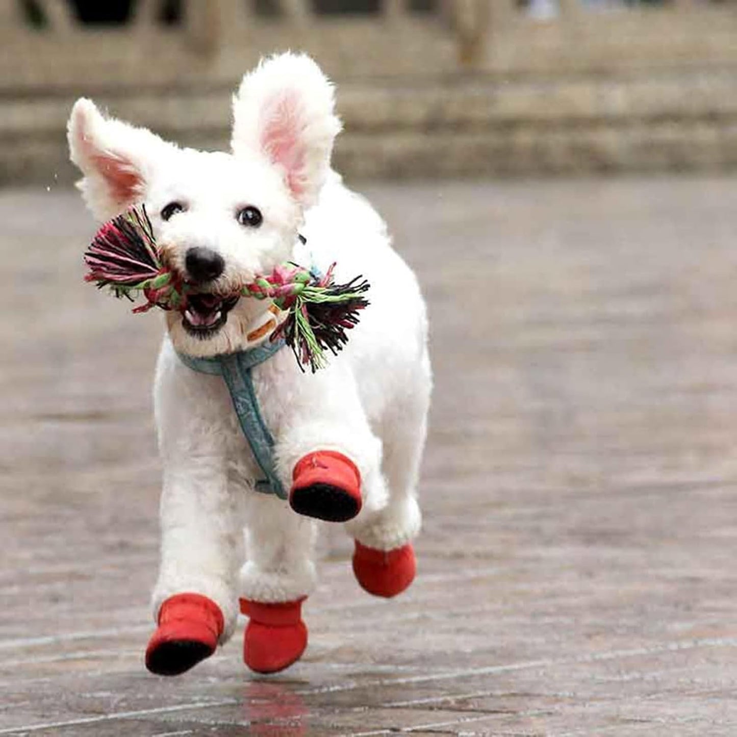 Winter Warm Pet Shoes 4pc/Set Dog Booties Snow Walking Puppys Booties Shoes Casual Fashion No-Slip Dog Shoes