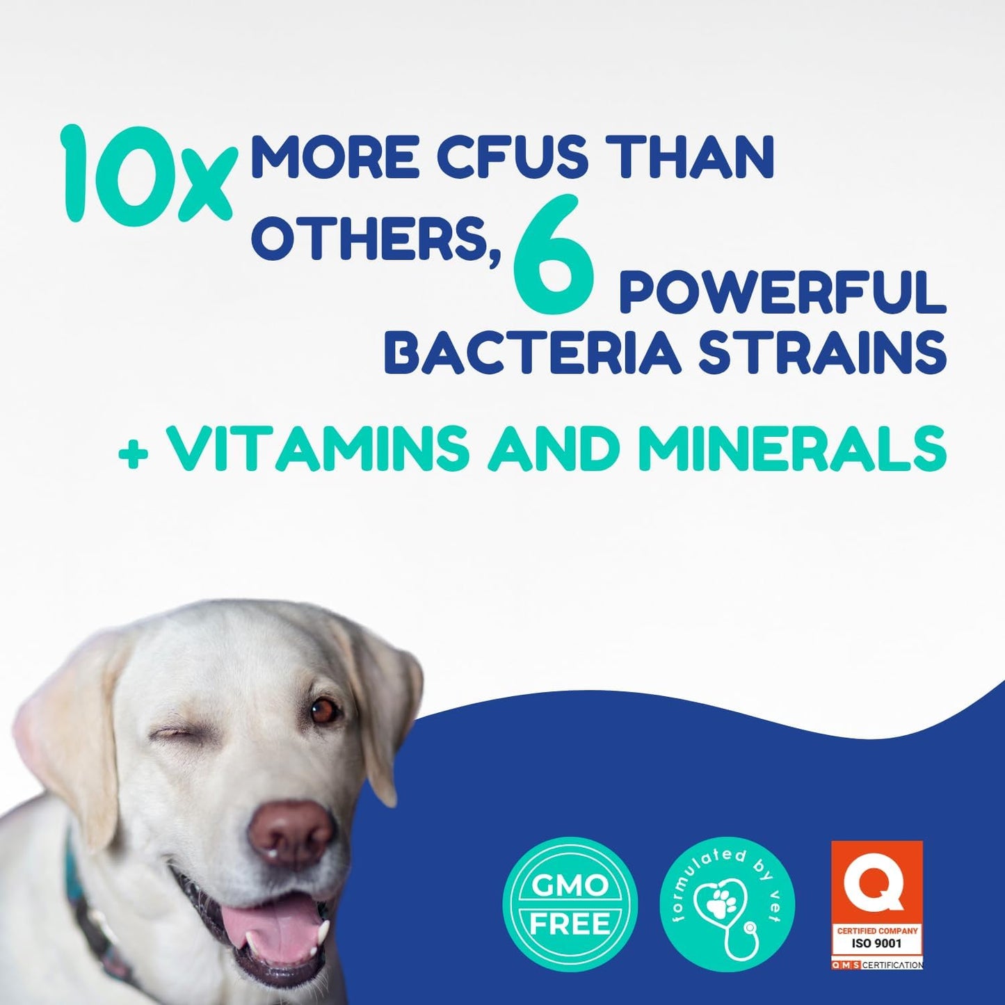 OL’ NELLY Dog Probiotic Paste for Digestive Support & Sensitive Stomach | 6-Strain Probiotics, Up to 7.2 Billion CFU per Serving | Helps with Loose Stool & Digestive Upset | 14g