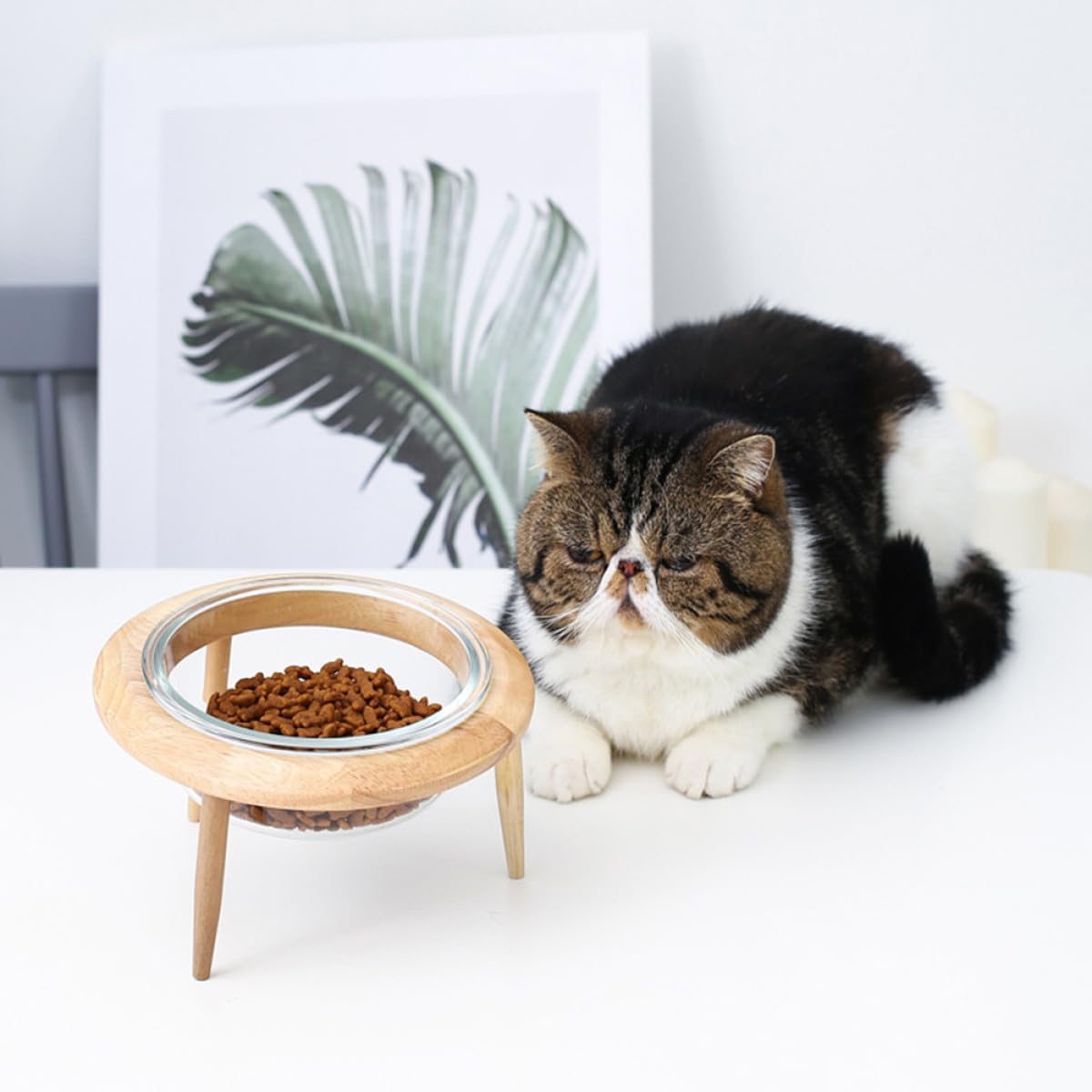 Milisten Glass Raised Pet Bowl with Wooden Stand 17.8cm 800ml Non-Spill Water Feeder and Food Dish for Cats and Dogs Elevated Feeding Supplies