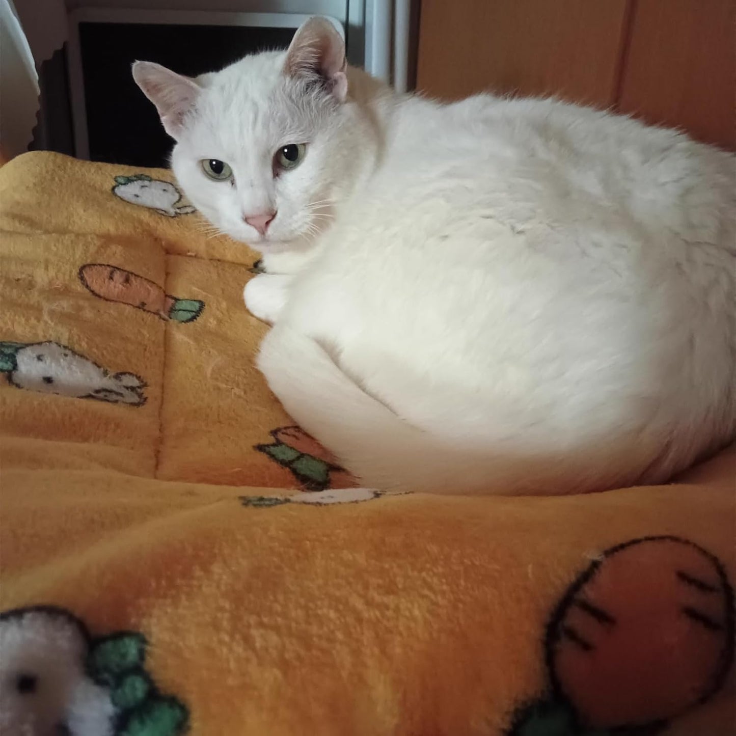 Self Warming Cat Bed, Self Heating Pet Mat with Carrot Pattern, Thermal Reflective Warm Pad for Cats & Dogs, Non-Slip, No Electric, Yellow, 27.17 x 18.9 Inch